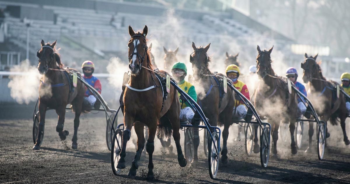 Pronostic Quinté du 29 novembre 2025