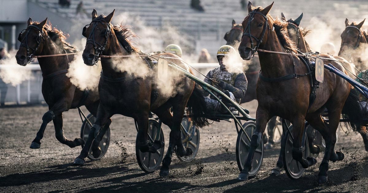 Quinté du 20 décembre 2025 : Headscott (9) est-il imprenable face au piège Hurricane Carter (12)