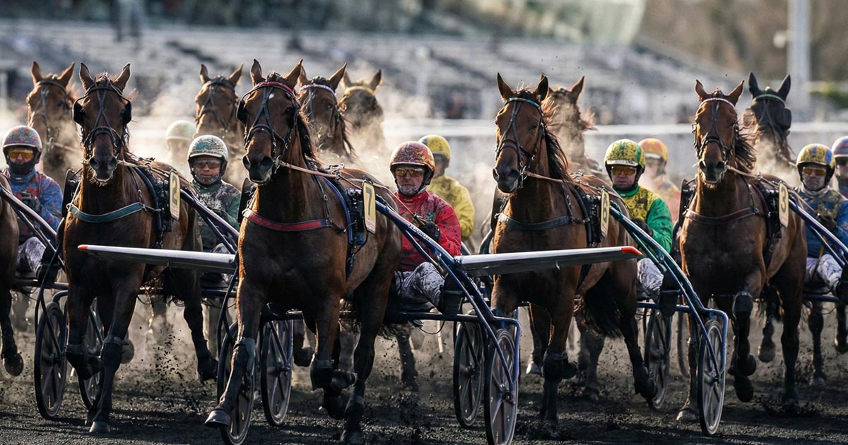 Pronostic Quinté du 19 février 2026